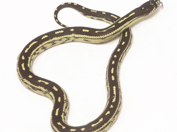 California Kingsnake (Female)